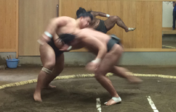 Sumo Stable